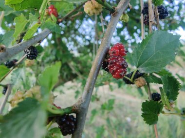 Rubus fruticosus, Blackberry, Morus alba veya sıradan dut meyveleri