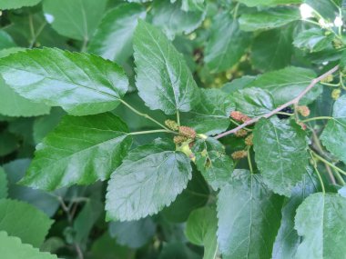 Rubus fruticosus, Blackberry, Morus alba veya sıradan dut meyveleri