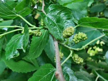 Rubus fruticosus, Blackberry, Morus alba veya sıradan dut meyveleri