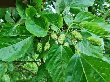 Rubus fruticosus, Blackberry, Morus alba veya sıradan dut meyveleri