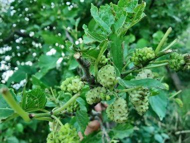 Rubus fruticosus, Blackberry, Morus alba veya sıradan dut meyveleri