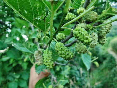 Rubus fruticosus, Blackberry, Morus alba veya sıradan dut meyveleri