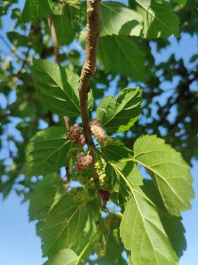 Rubus fruticosus, Blackberry, Morus alba veya sıradan dut meyveleri
