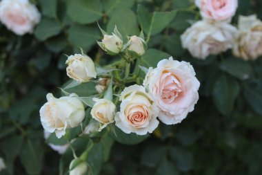 Yaratıcı projelere hayat vermek için canlı renkler ve karmaşık detaylar sunan güllerin ya da gül çiçeklerinin güzel yakalanmış görüntüleri