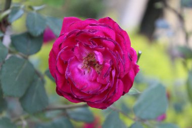 Yaratıcı projelere hayat vermek için canlı renkler ve karmaşık detaylar sunan güllerin ya da gül çiçeklerinin güzel yakalanmış görüntüleri