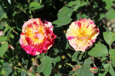 Yaratıcı projelere hayat vermek için canlı renkler ve karmaşık detaylar sunan güllerin ya da gül çiçeklerinin güzel yakalanmış görüntüleri