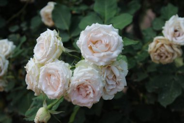 Yaratıcı projelere hayat vermek için canlı renkler ve karmaşık detaylar sunan güllerin ya da gül çiçeklerinin güzel yakalanmış görüntüleri