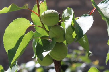 Ağaçtaki kayısı veya erik armeniaca meyveleri