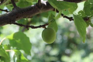 Ağaçtaki kayısı veya erik armeniaca meyveleri