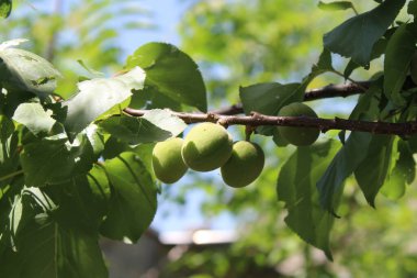 Ağaçtaki kayısı veya erik armeniaca meyveleri