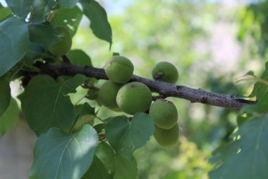 Ağaçtaki kayısı veya erik armeniaca meyveleri