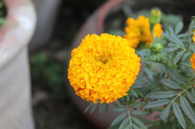 Tagetes erecta, Aztec marigold veya Meksika kadife çiçeği