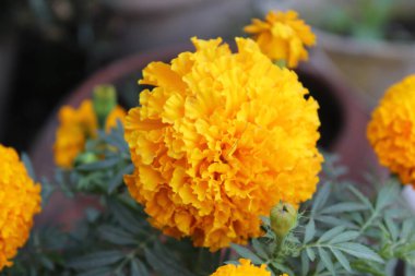 Tagetes erecta, Aztec marigold veya Meksika kadife çiçeği