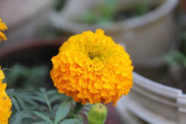 Tagetes erecta, Aztec marigold veya Meksika kadife çiçeği