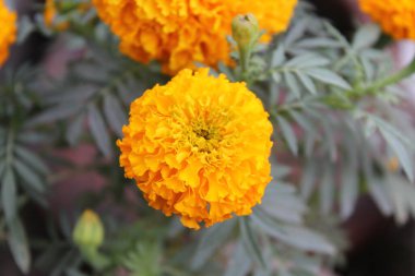 Tagetes erecta, Aztec marigold veya Meksika kadife çiçeği