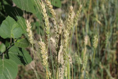 Buğday Mısırı veya Triticum aestivum ekili mahsul