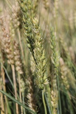 Buğday Mısırı veya Triticum aestivum ekili mahsul