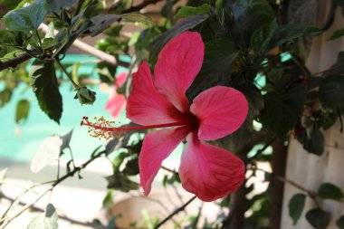 Hibiscus rosa-sinensis, Çin gülü ya da Shoeblackplant çiçekleri 