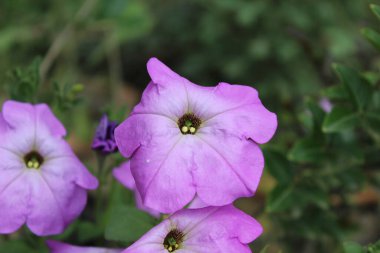 Petunia axillaris veya Petunia