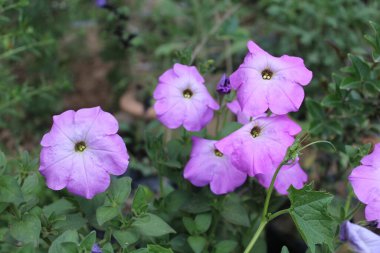 Petunia axillaris veya Petunia