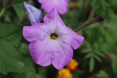 Petunia axillaris veya Petunia