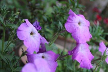 Petunia axillaris veya Petunia