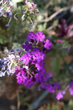 Verbenaceae veya Bahçe verbenası