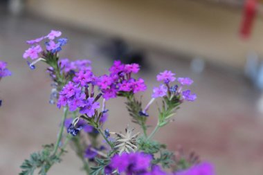 Verbenaceae veya Bahçe verbenası