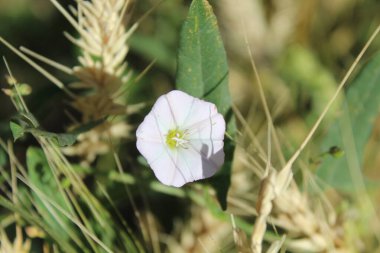 Saha yosunu, Convolvulus arvensis, Plaj sabahı veya Calystegia soldanella