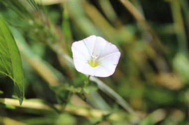 Saha yosunu, Convolvulus arvensis, Plaj sabahı veya Calystegia soldanella