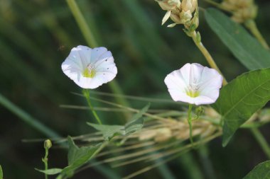 Saha yosunu, Convolvulus arvensis, Plaj sabahı veya Calystegia soldanella