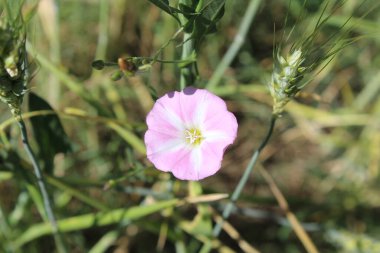 Saha yosunu, Convolvulus arvensis, Plaj sabahı veya Calystegia soldanella