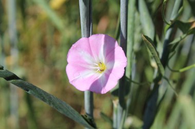 Saha yosunu, Convolvulus arvensis, Plaj sabahı veya Calystegia soldanella