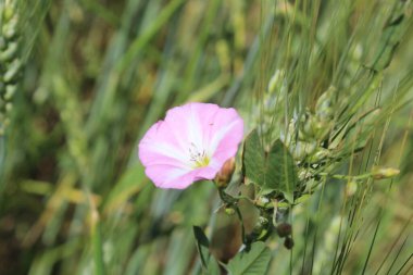 Saha yosunu, Convolvulus arvensis, Plaj sabahı veya Calystegia soldanella