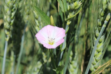 Saha yosunu, Convolvulus arvensis, Plaj sabahı veya Calystegia soldanella
