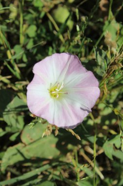 Saha yosunu, Convolvulus arvensis, Plaj sabahı veya Calystegia soldanella