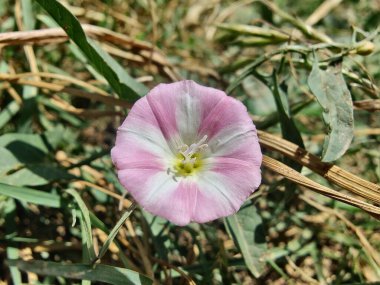 Saha yosunu, Convolvulus arvensis, Plaj sabahı veya Calystegia soldanella