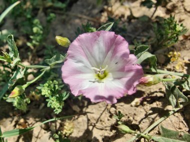 Saha yosunu, Convolvulus arvensis, Plaj sabahı veya Calystegia soldanella