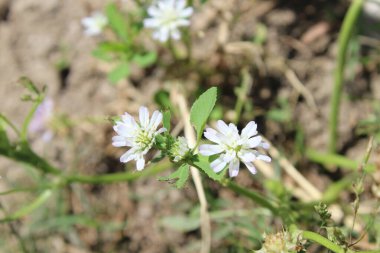 Ters yonca ya da Trifolium resupinatum.