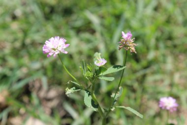 Ters yonca ya da Trifolium resupinatum.