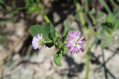 Ters yonca ya da Trifolium resupinatum.