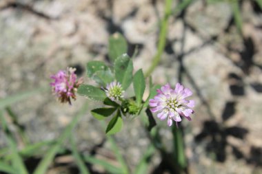 Ters yonca ya da Trifolium resupinatum.