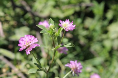 Ters yonca ya da Trifolium resupinatum.