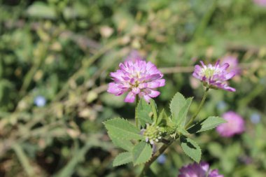 Ters yonca ya da Trifolium resupinatum.