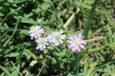 Ters yonca ya da Trifolium resupinatum.