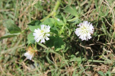Ters yonca ya da Trifolium resupinatum.