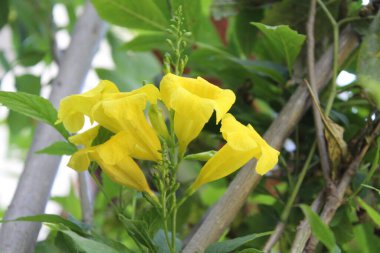 Tecoma stans, Yellow older or the Trumpetbush