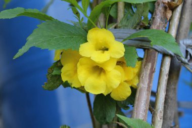 Tecoma stans, Yellow older or the Trumpetbush