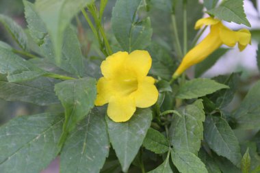 Tecoma stans, Yellow older or the Trumpetbush