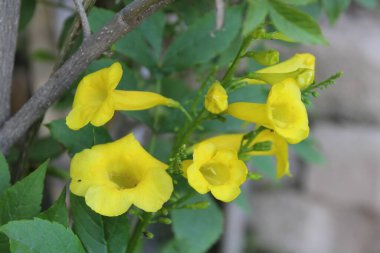 Tecoma stans, Yellow older or the Trumpetbush